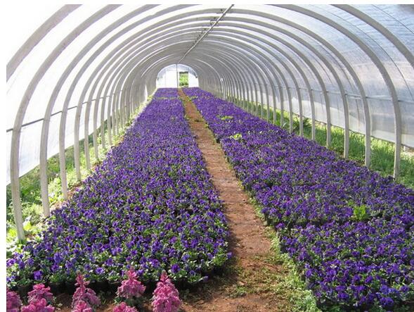 陜西溫室大棚 陜西溫室大棚